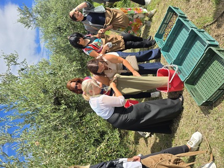 Obiranje oljk po starem. Oljka županov - oljka povezovanja 2025.